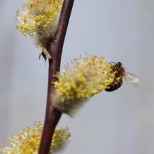 Hooikoorst pollen