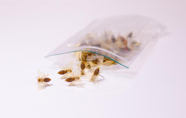 Plastic prikbijtjes voor op bijenwaskaarsen per stuk