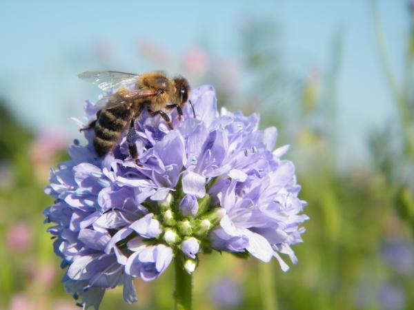 bij op bloem - artikel bijengif werking