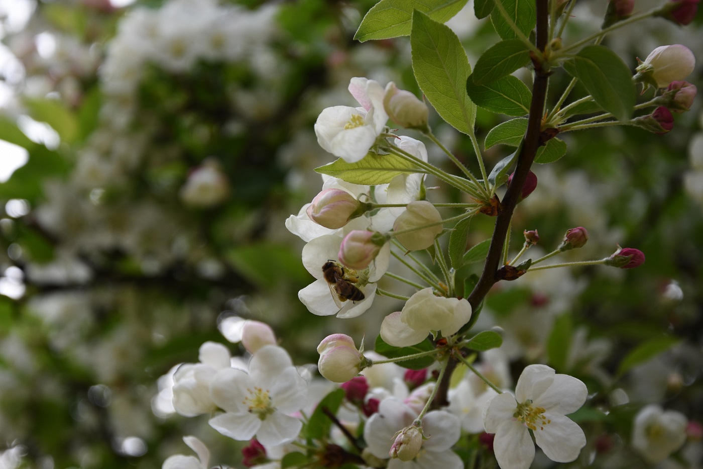 drachtplanten voor bijen: bloesem fruitboom