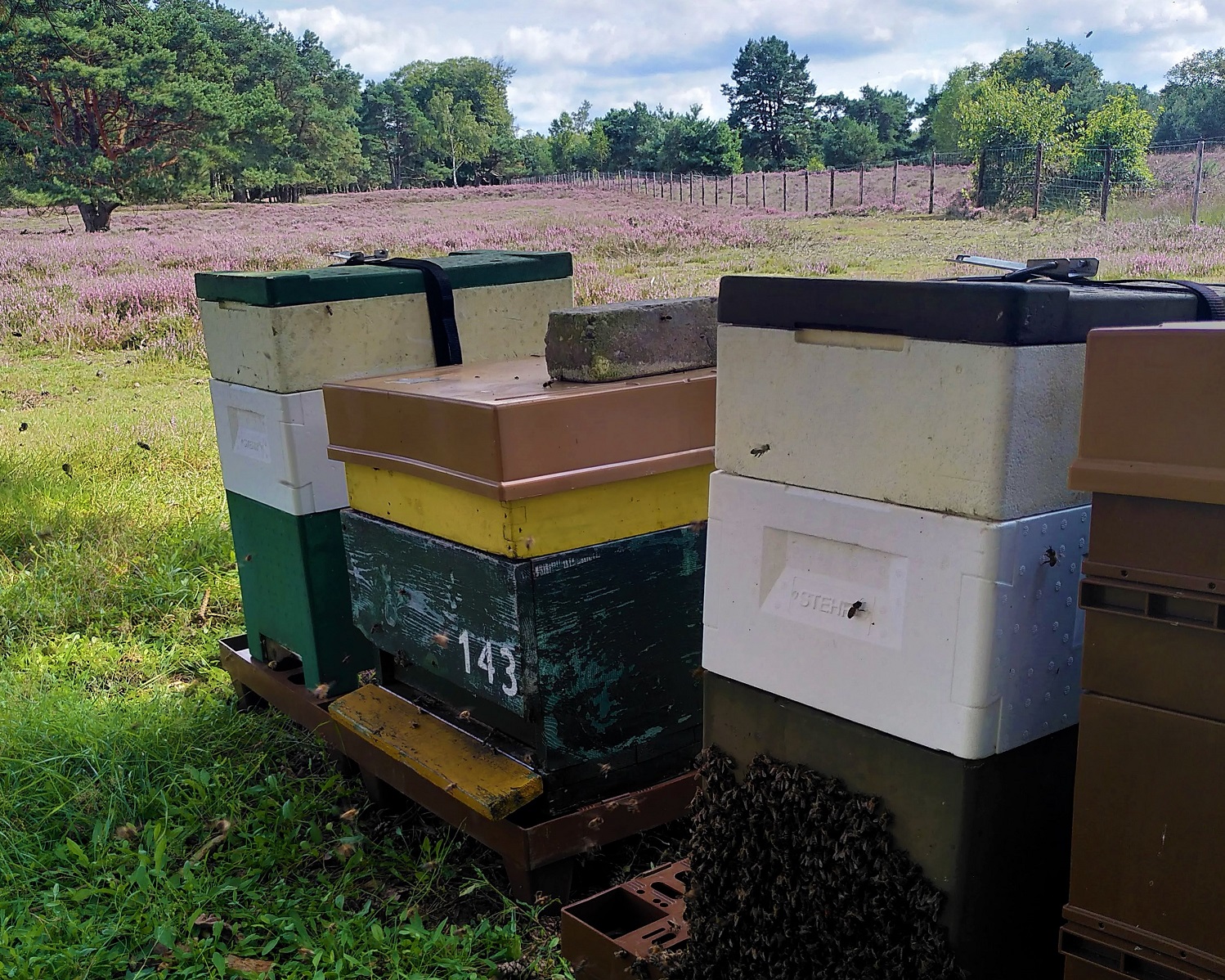 "Bijenkasten: werking van Propolis"