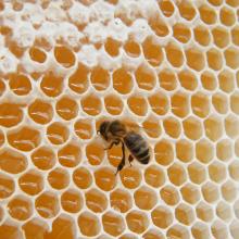 Versuikerde honing: kristallisatie honing
