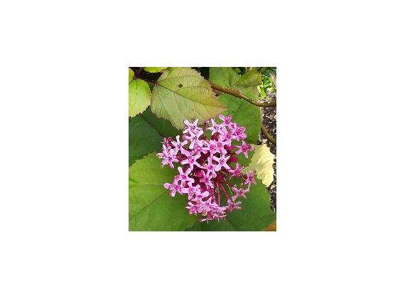 Clerodendron Bungei
