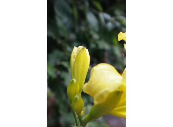 Hemerocallis lilioasphodelus - Daglelie