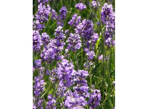Lavandula Augustifolia Hidcote - Lavendel