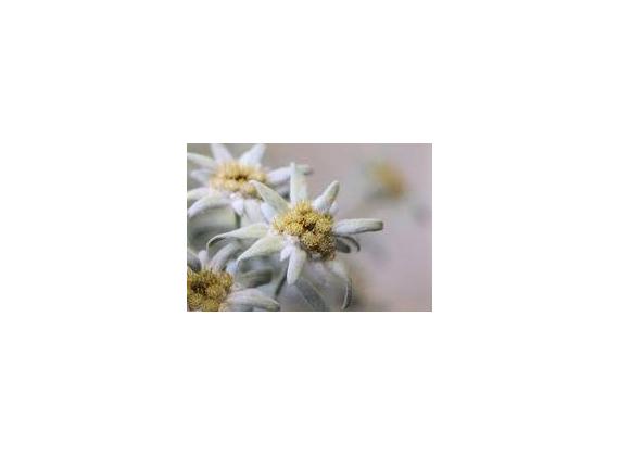 Leontopodium alpinum Blossom of Snow - Edelweiss