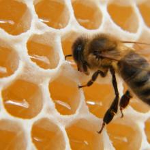 honing groothandel