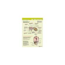 Poster Anatomie van de honingbij van binnen (geplastificeerd) groene achtergrond