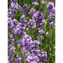 Lavandula Augustifolia Hidcote - Lavendel